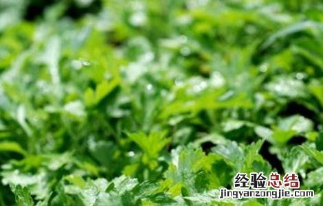 如何种植艾草才好看 如何种植艾草才好