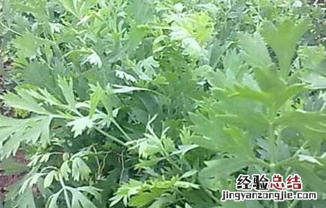 防风种植的注意事项 防风种植的注意事项有哪些