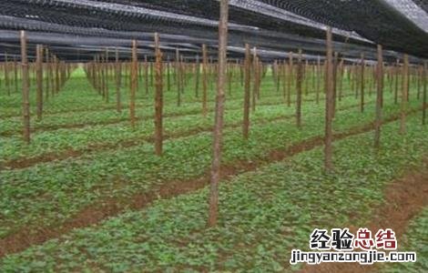 2018三七种植前景如何 三七种植效益怎么样