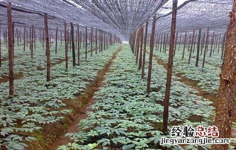 2018三七种植前景如何 三七种植效益怎么样