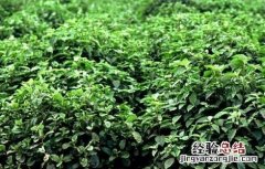 牛膝种植的注意事项视频 牛膝种植的注意事项