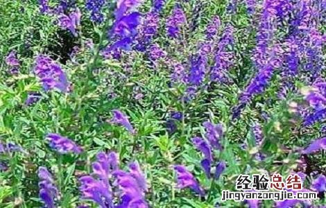 如何提高黄芩产量 药材黄芩怎样管理才能高产