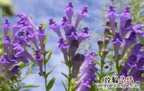 如何提高黄芩产量 药材黄芩怎样管理才能高产