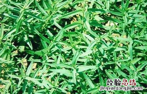 如何提高黄芩产量 药材黄芩怎样管理才能高产