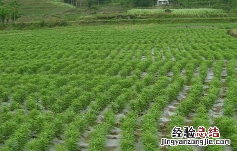 食用百合什么时间种植 食用百合种植的方法与时间