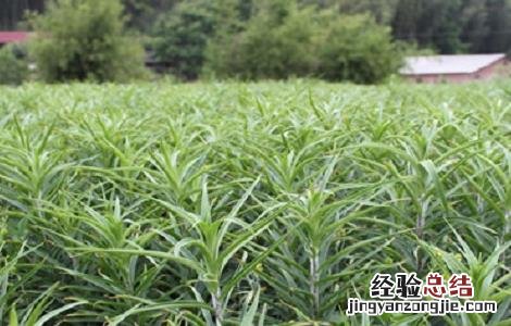 食用百合什么时间种植 食用百合种植的方法与时间