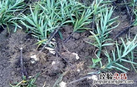 食用百合什么时间种植 食用百合种植的方法与时间