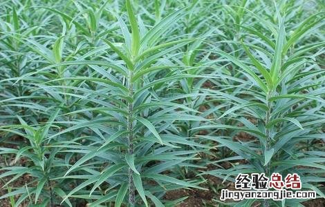食用百合什么时间种植 食用百合种植的方法与时间
