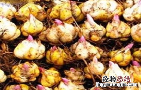 食用百合什么时间种植 食用百合种植的方法与时间