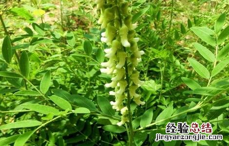 苦参的种植技术 苦参的种植技术及产量