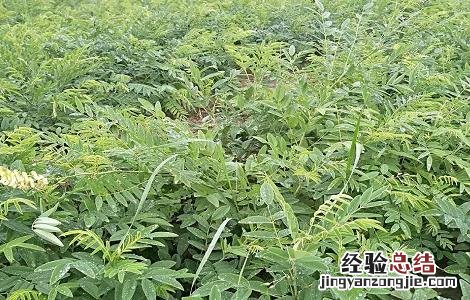 苦参的种植技术 苦参的种植技术及产量