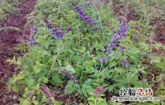 丹参的栽培技术 丹参的科学栽培方法