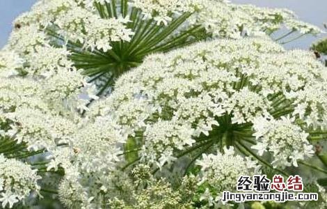 白芷种植需要注意哪些问题 白芷好种植吗