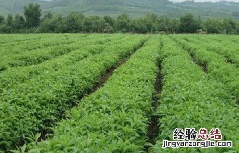 白芷种植需要注意哪些问题 白芷好种植吗