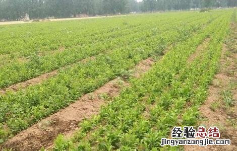 白芷种植需要注意哪些问题 白芷好种植吗