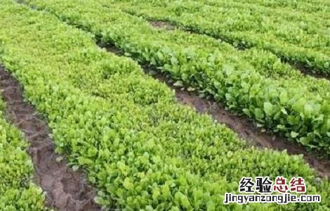 白芷种植需要注意哪些问题 白芷好种植吗
