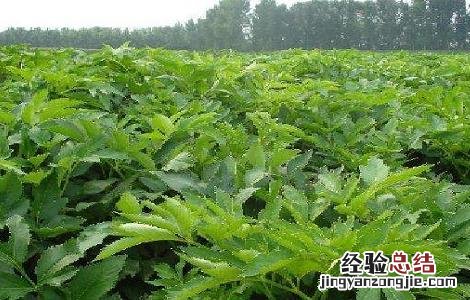 白芷种植需要注意哪些问题 白芷好种植吗