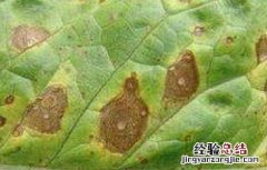 西洋参常见的病虫害及防治方法图片 西洋参常见的病虫害及防治方法