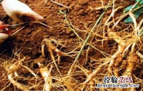 西洋参常见的病虫害及防治方法图片 西洋参常见的病虫害及防治方法