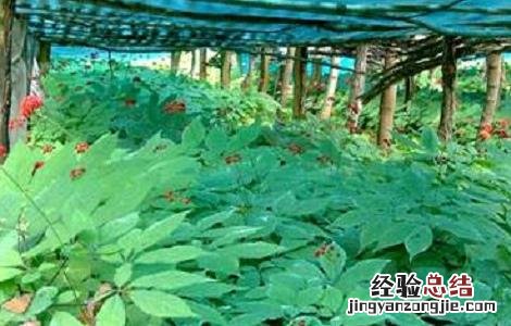 西洋参常见的病虫害及防治方法图片 西洋参常见的病虫害及防治方法