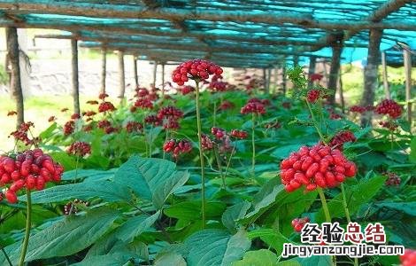 西洋参常见的病虫害及防治方法图片 西洋参常见的病虫害及防治方法