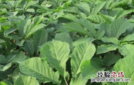 西洋参常见的病虫害及防治方法图片 西洋参常见的病虫害及防治方法