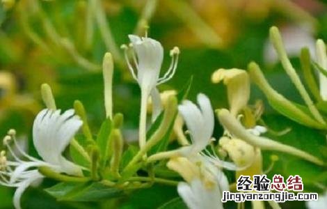 金银花矮化的方法 金银花盆栽矮化方法