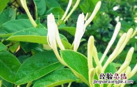 金银花矮化的方法 金银花盆栽矮化方法