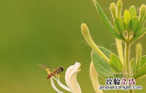 金银花矮化的方法 金银花盆栽矮化方法
