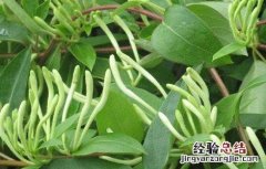 金银花矮化的方法 金银花盆栽矮化方法