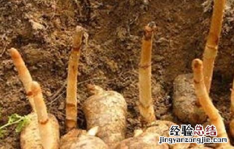 种植天麻需要注意哪些事项 种植天麻需要注意哪些问题