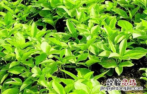 种植天麻需要注意哪些事项 种植天麻需要注意哪些问题