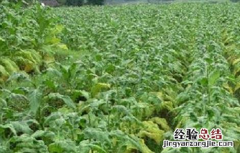 种植天麻需要注意哪些事项 种植天麻需要注意哪些问题