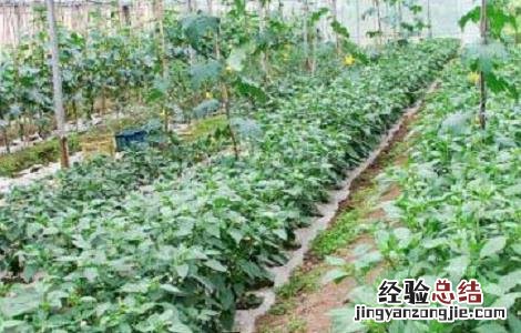 种植天麻需要注意哪些事项 种植天麻需要注意哪些问题