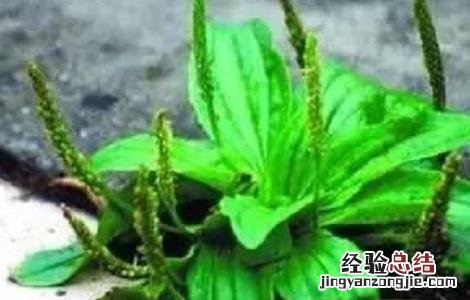 车前草种植方法和时间 车前草种植的注意事项