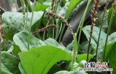 车前草种植方法和时间 车前草种植的注意事项
