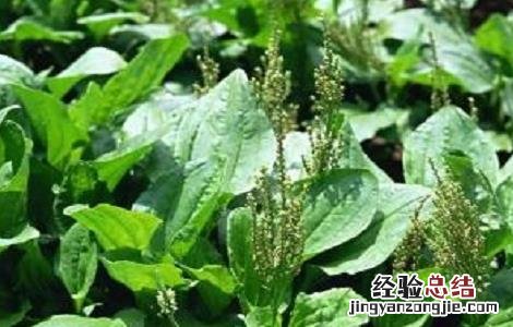 车前草种植方法和时间 车前草种植的注意事项
