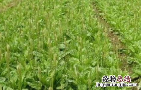 车前草种植方法和时间 车前草种植的注意事项