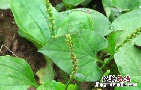 车前草种植方法和时间 车前草种植的注意事项