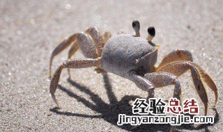沙蟹汁的营养价值 关于沙蟹汁的营养价值