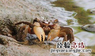 沙蟹汁的做法 怎样做沙蟹汁