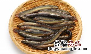 黄瓜炖泥鳅怎么做好吃 制作黄瓜炖泥鳅的方法