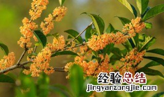 关于桂花的诗词歌赋 关于桂花的诗词
