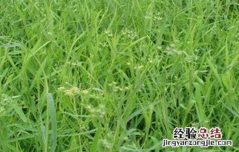 柴胡的种植时间及方法