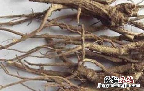 柴胡的种植时间及方法