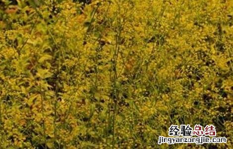 柴胡的种植时间及方法