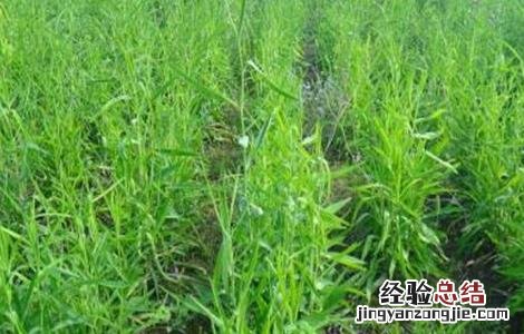 柴胡的种植时间及方法