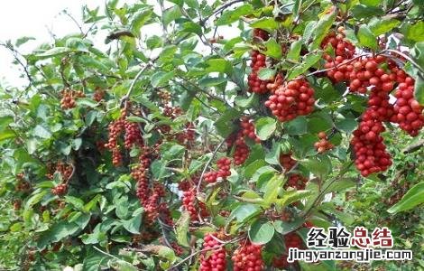五味子怎样繁殖 五味子怎么繁殖