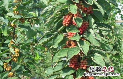 五味子怎样繁殖 五味子怎么繁殖