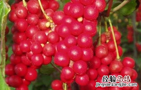 五味子怎样繁殖 五味子怎么繁殖